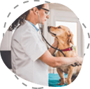 Veterinary Consultation And Appointment