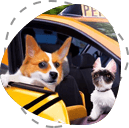 Pet Taxi and Ambulance Services